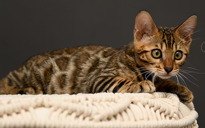 Dallas Tx Bengal kitten for sale